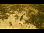 Underwater soft fishing lure in sandy, weedy water
