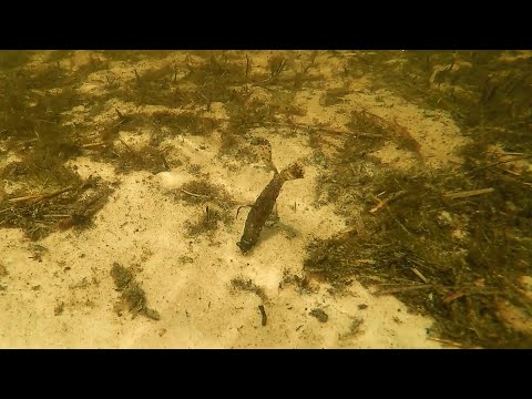 Underwater soft fishing lure in sandy, weedy water